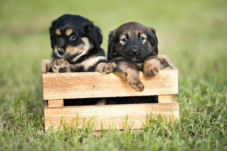 Two puppies of german shepherd in a wooden box on the grassの写真素材