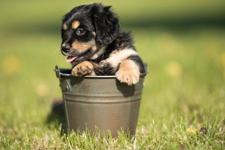 Adorable Dachshund puppy playing in a garden bucket.の写真素材