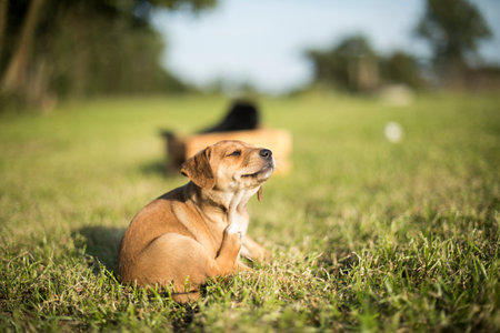 Cute dog lying on the grass in the park at sunset.の写真素材