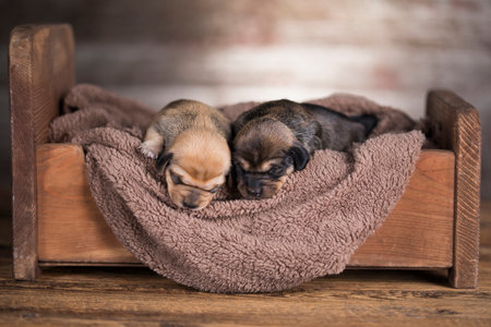 Puppies sleeping in a basket on a wooden background. Close-up.の写真素材