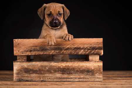Studio shot of a cute Rhodesian Ridgeback puppy sitting on a wooden crate.の写真素材