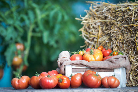 Fresh tomatoes in a basket on a wooden table in the garden.の写真素材