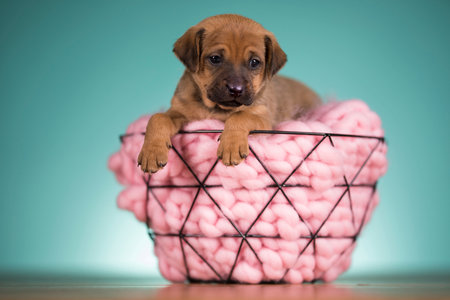 Studio shot of a cute little Rhodesian Ridgeback puppy sitting inside a pink basket.の写真素材
