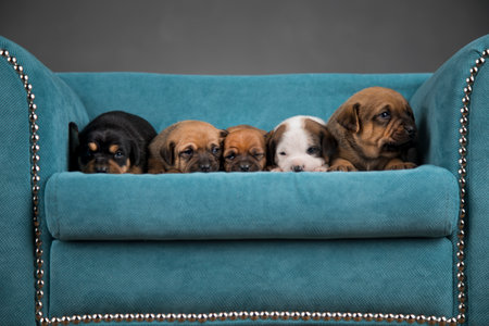 Group of puppies of the Dachshund breed on a blue sofaの写真素材