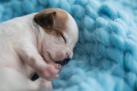 Chihuahua puppy sleeping on a blue knitted blanket.の写真素材