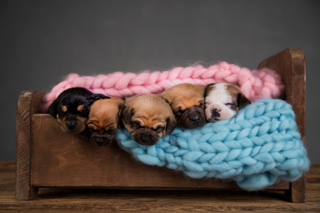 Puppies sleeping in a wooden box with a knitted scarfの写真素材