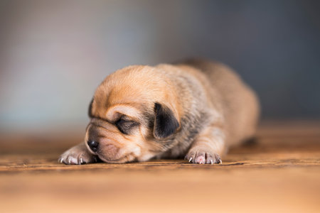 Funny puppy on a wooden background. Shallow depth of field.の写真素材
