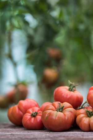 Tomatoes on a wooden table in the garden. Selective focus.の写真素材