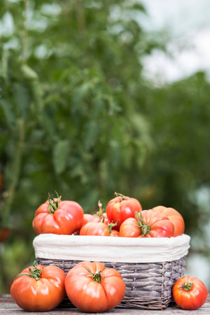 Tomatoes in a basket on a wooden table in the garden.の写真素材