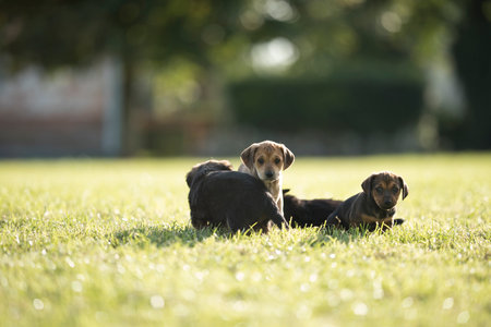 Three puppies playing in the grass on a sunny day. Selective focus.の写真素材