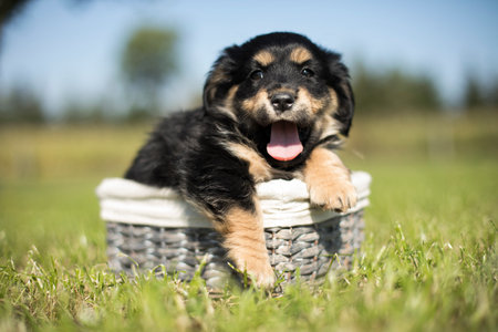 Cute puppy sitting in a basket on green grass in summer dayの写真素材