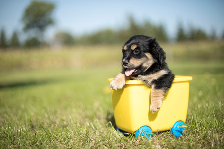Cute puppy sitting in a yellow bucket on a green meadowの写真素材