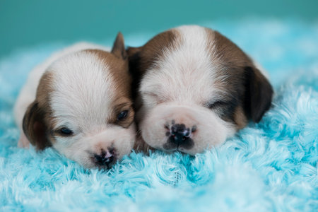 Chihuahua puppies sleeping on a blue carpet. Shallow depth of fieldの写真素材