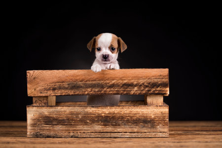 Jack Russell Terrier puppy sitting on a wooden box on a black backgroundの写真素材