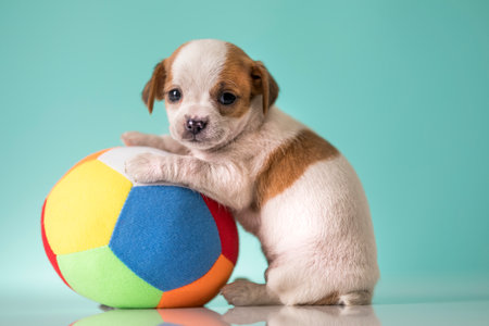 Chihuahua puppy playing with a ball on a blue backgroundの写真素材