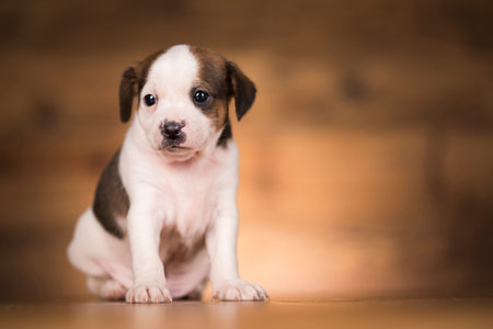 Puppy of breed American Staffordshire Terrier on a wooden backgroundの写真素材