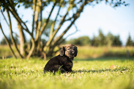 Cute black puppy sitting in the grass on a sunny day.の写真素材