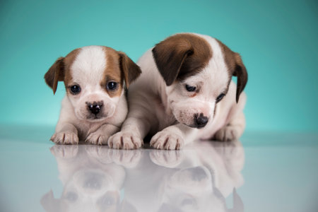 Two puppies of the breed Jack Russell Terrier on a blue backgroundの写真素材