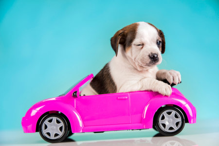 Cute dog in a pink carの写真素材
