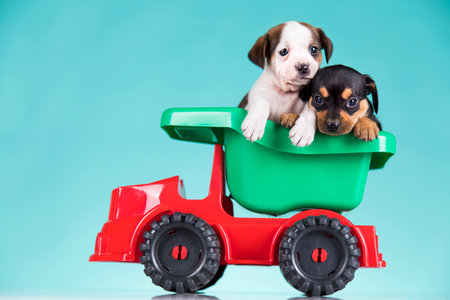 Funny puppy on a toy truck. Studio shot on blue background.の写真素材