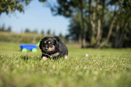 Cute chihuahua puppy running on the grass in summerの写真素材