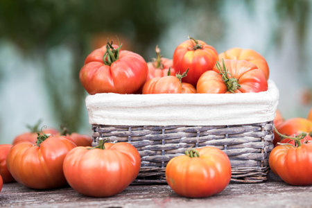Ripe red tomatoes in a wicker basket on a wooden tableの写真素材