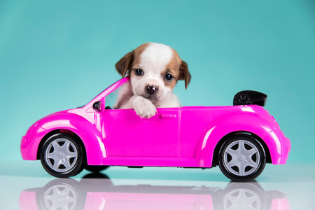 Cute dog in a pink carの写真素材