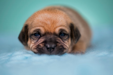 Puppy on a blue background. Close-up portrait.の写真素材