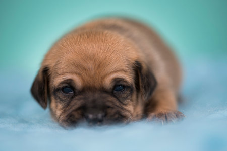 Puppy on a blue background. Puppy is lying downの素材