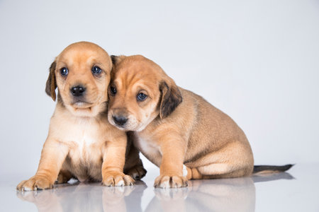 Studio shot of two cute little dachshund puppies sitting on white background.の写真素材