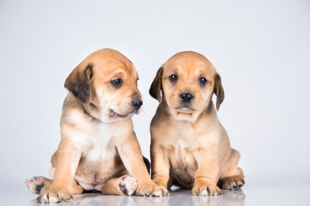 two puppies of labrador retriever on a white background in studioの写真素材