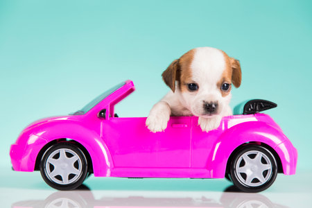 Cute dog in a pink carの写真素材