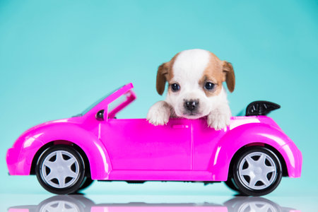 Cute dog in a pink carの写真素材