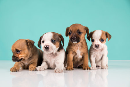 Group of cute puppies on blue background. Studio shot. Purebred dog.の写真素材