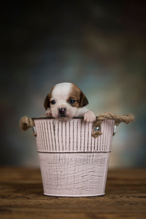 Cute little beagle puppy in a basket on a dark backgroundの写真素材
