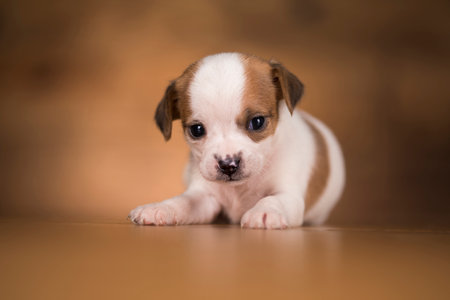 chihuahua puppy in studio on a brown background looking at the cameraの写真素材