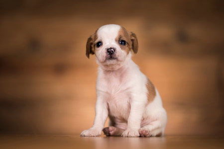 Jack Russell Terrier puppy sitting on a wooden floor in front of a wooden backgroundの写真素材