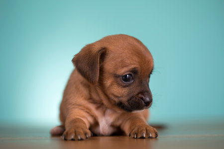 Funny Chihuahua puppy poses in studio on a blue backgroundの写真素材