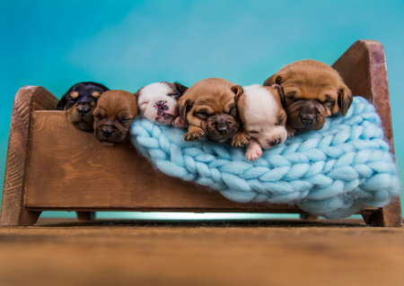 Dogs sleep on a small wooden bedの写真素材