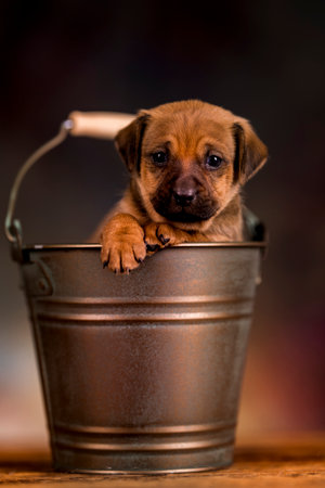 Funny puppy in a bucket on a dark background. Selective focusの写真素材