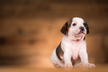 Cute beagle puppy sitting on wooden background with copy space.の写真素材