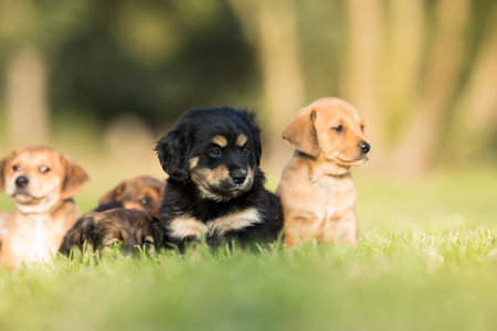 Group of cute puppies outdoors in the nature on a sunny day.の写真素材