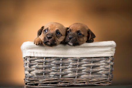 Cute puppies of breed Rhodesian Ridgeback in a basket.