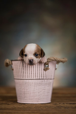 chihuahua puppy in a pink basket on a wooden backgroundの写真素材
