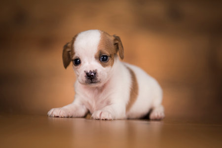 Chihuahua puppy on a wooden background in studio photo.の写真素材