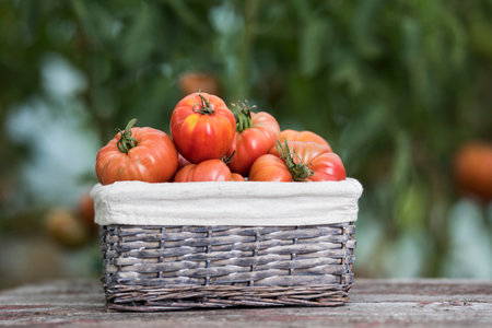 Ripe tomatoes in a basket on a wooden table in the gardenの写真素材