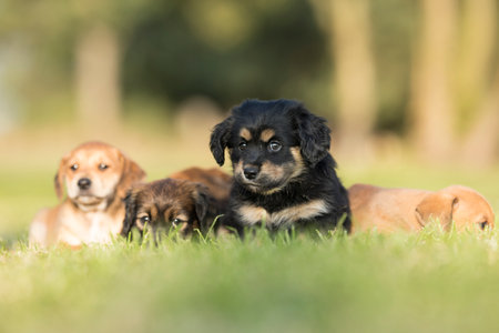 Group of Dachshund puppies outdoors in the nature on grass.の写真素材