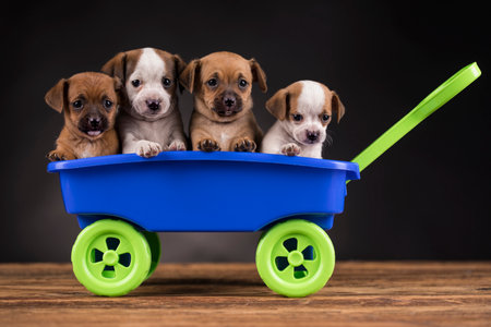 Group of puppies in a wheelbarrow on a black background.の写真素材