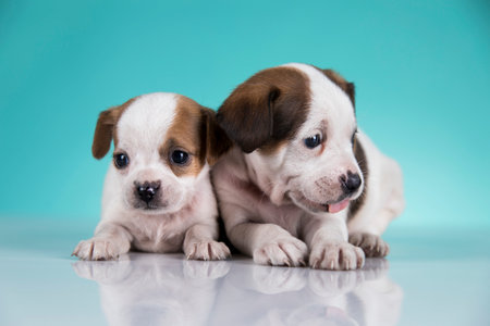 Two cute puppies of Jack Russell Terrier on a blue background.の写真素材