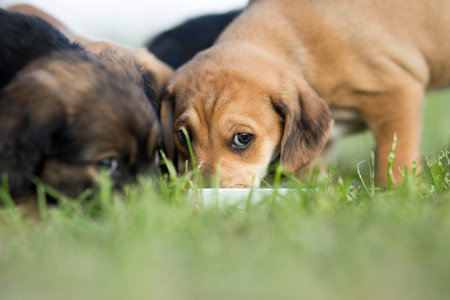 purebred beagle puppies playing in the grass on a sunny dayの写真素材